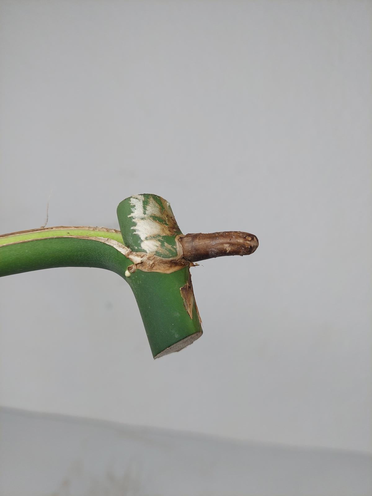 Monstera Burle Marx Flame Steckling Adult