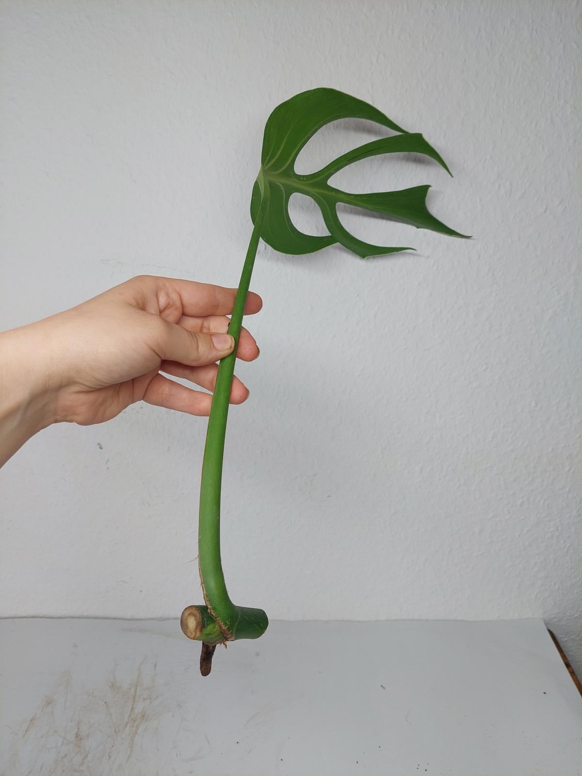 Monstera Burle Marx Flame Steckling Adult