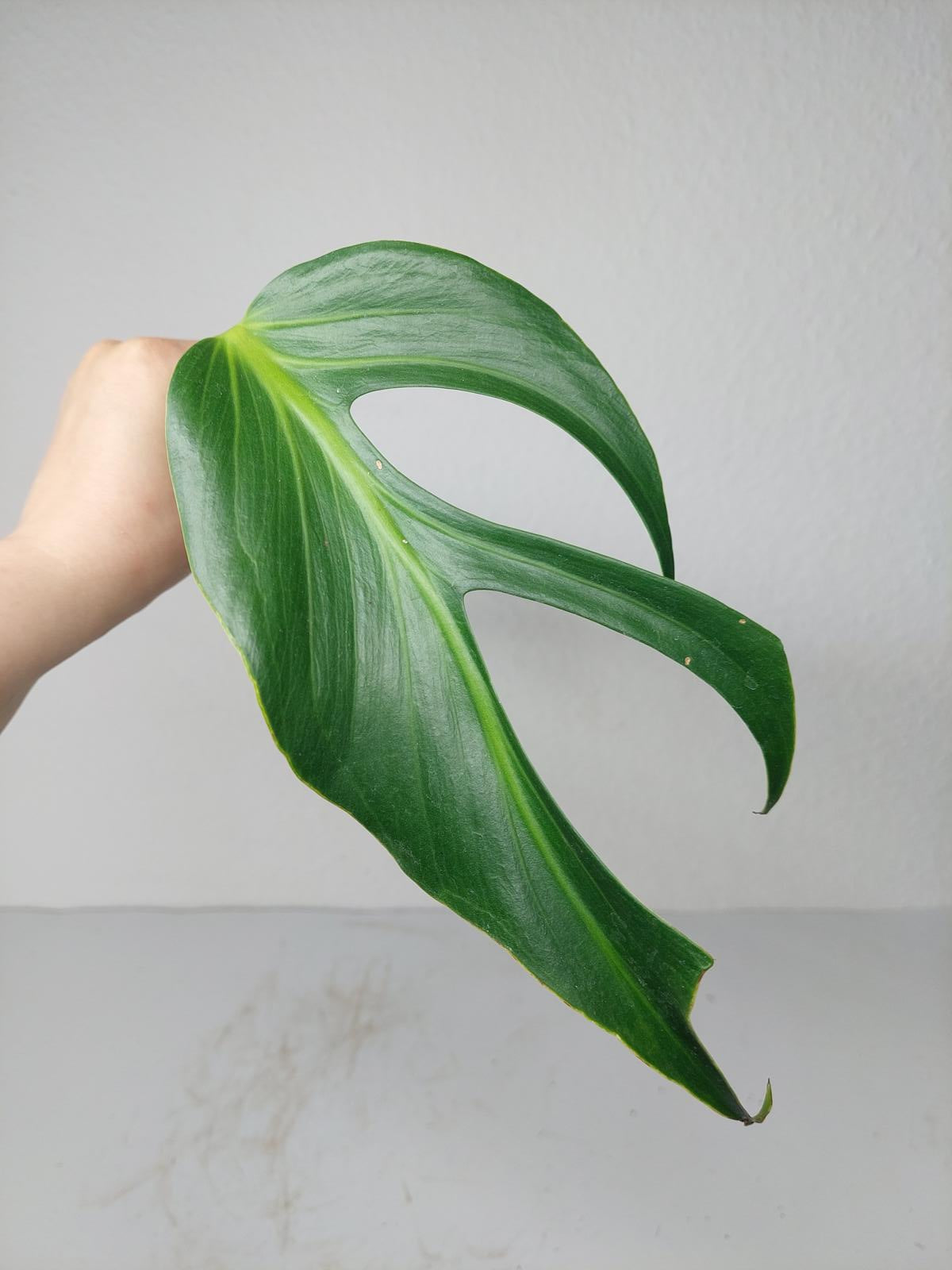 Monstera Burle Marx Flame Steckling Adult