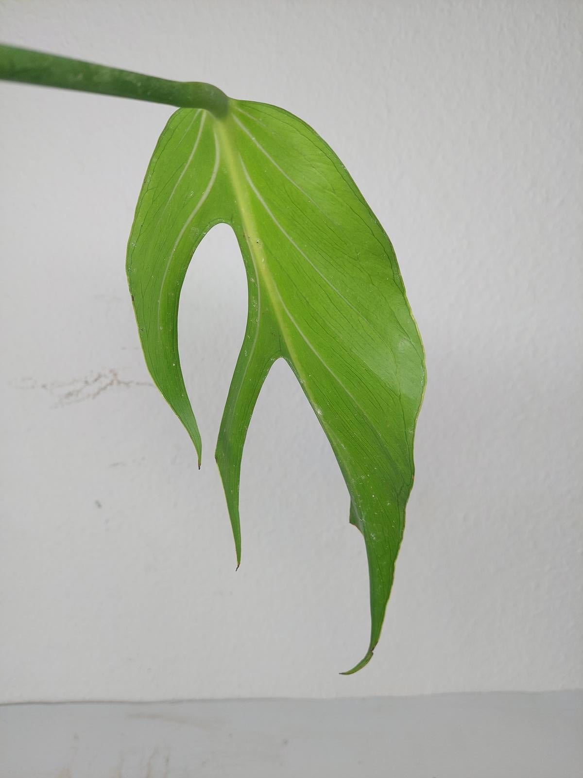 Monstera Burle Marx Flame Steckling Adult