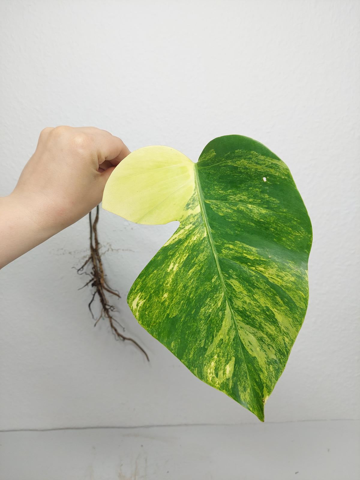 Monstera Aurea Steckling