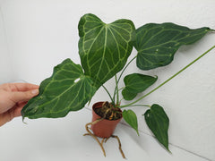 Anthurium Delta Force