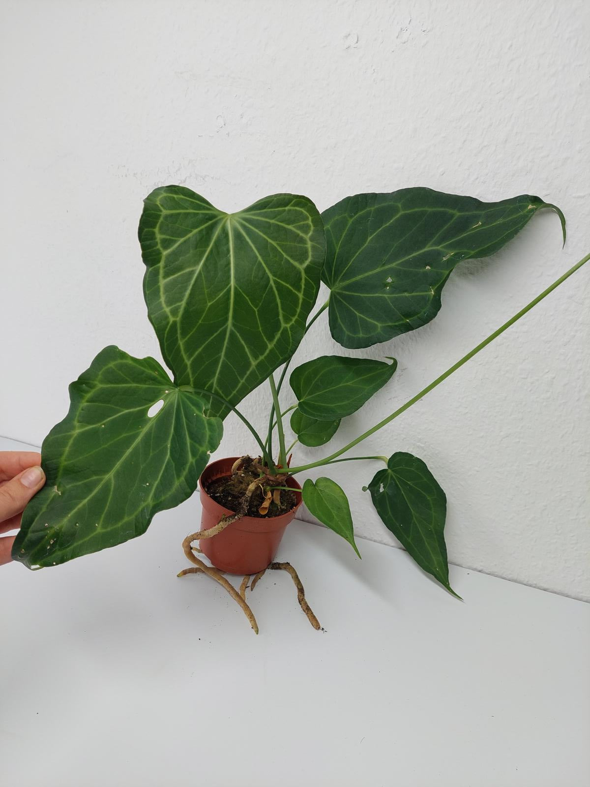 Anthurium Delta Force
