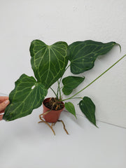 Anthurium Delta Force