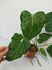 Anthurium Delta Force