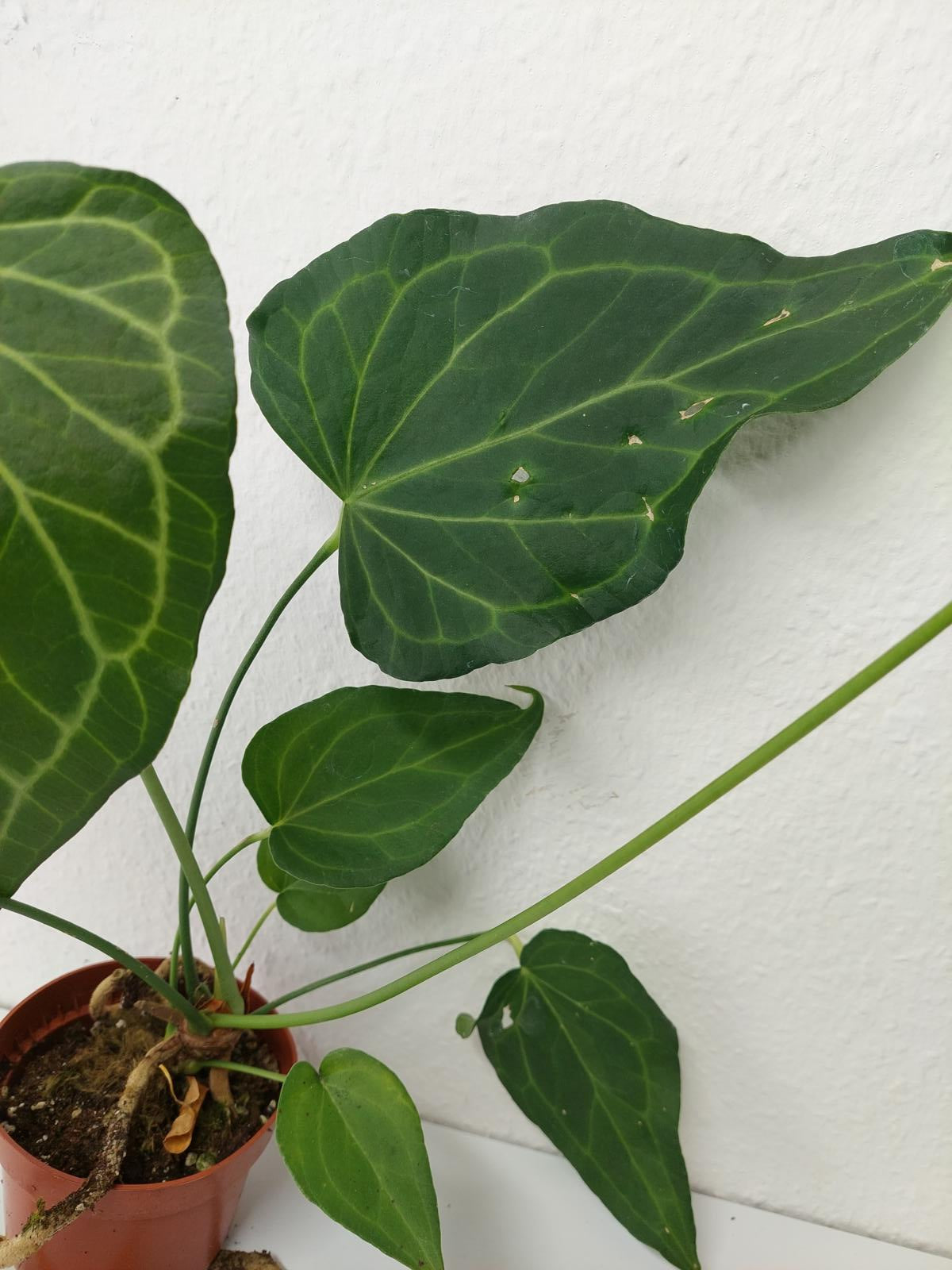 Anthurium Delta Force