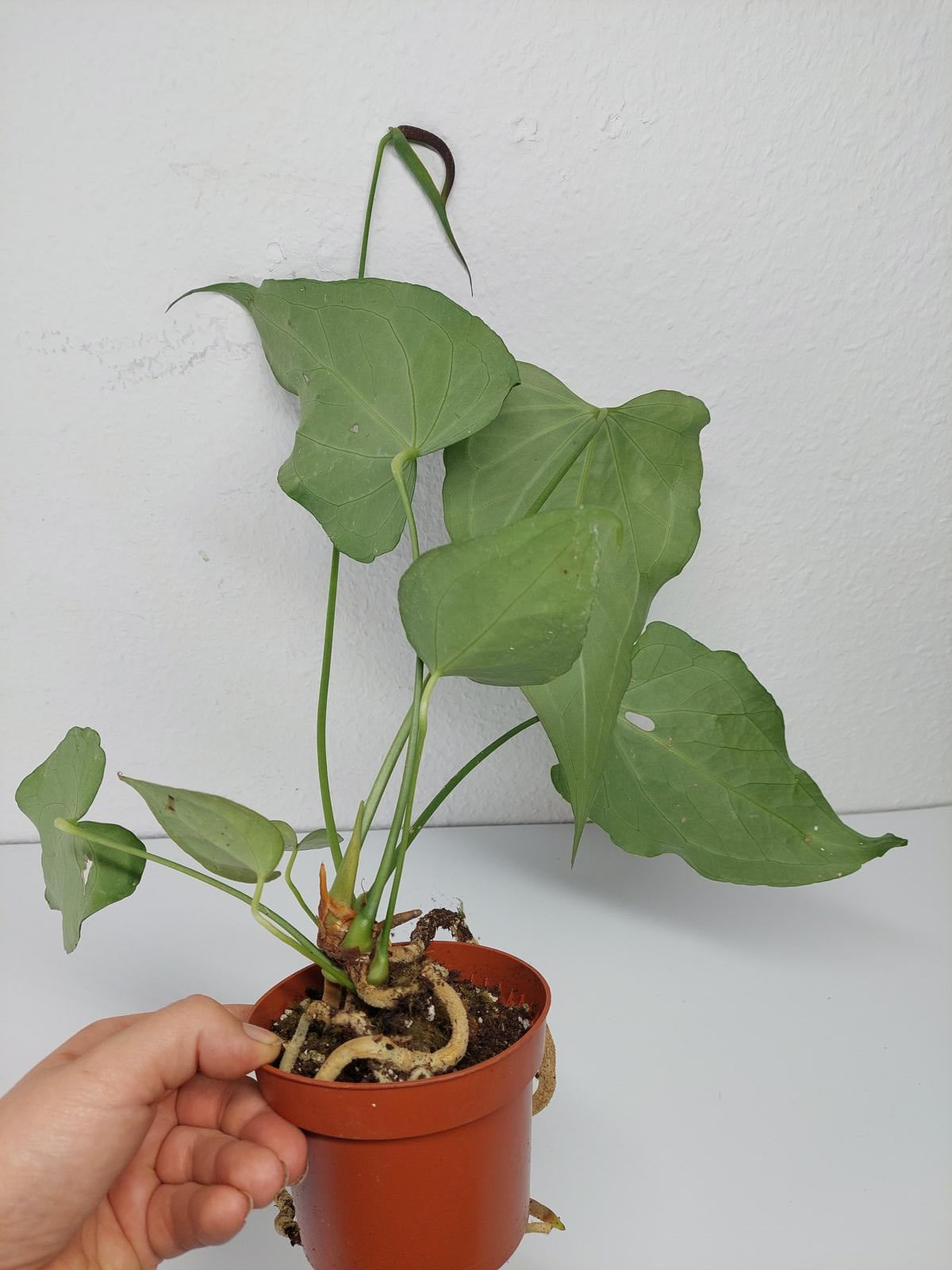 Anthurium Delta Force