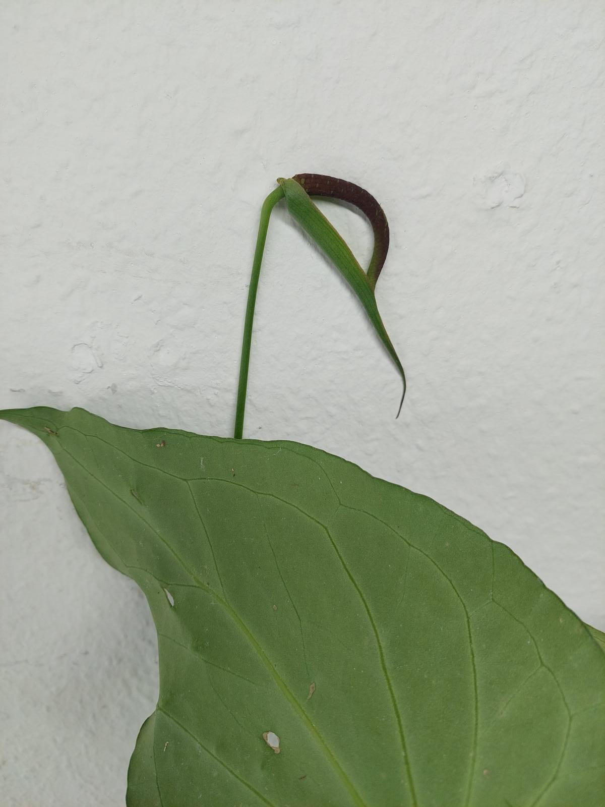 Anthurium Delta Force