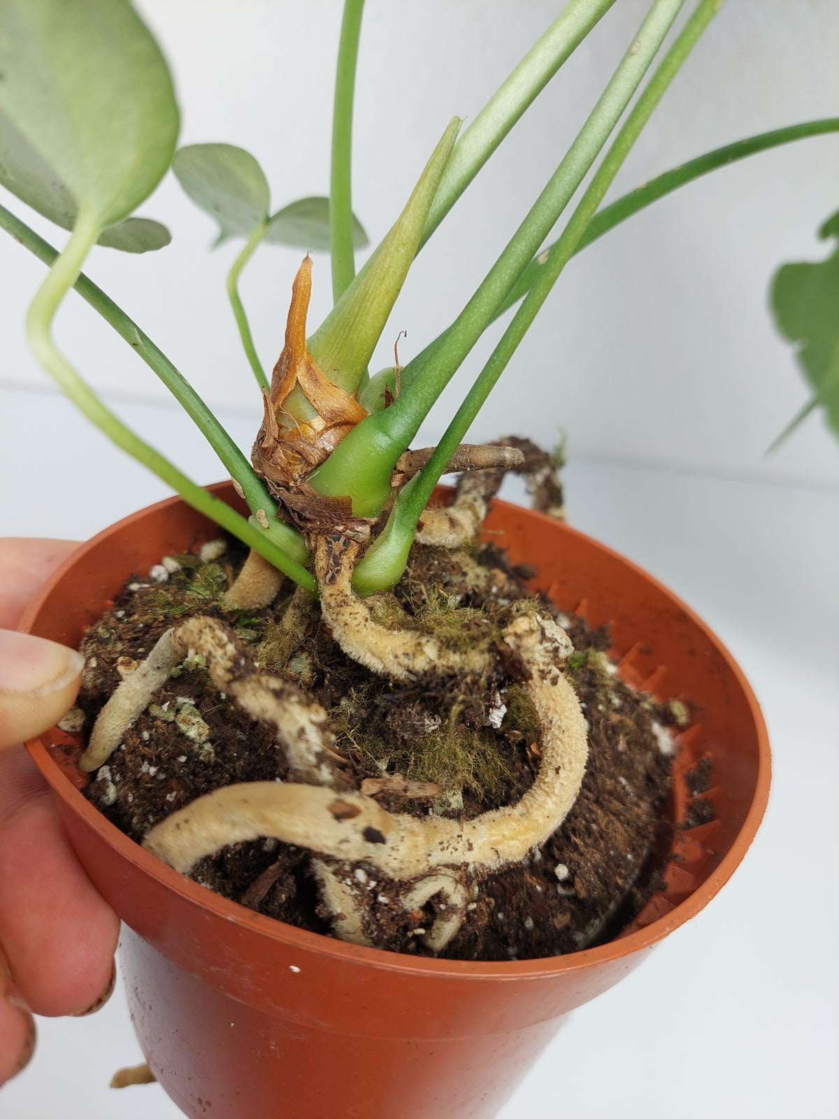 Anthurium Delta Force
