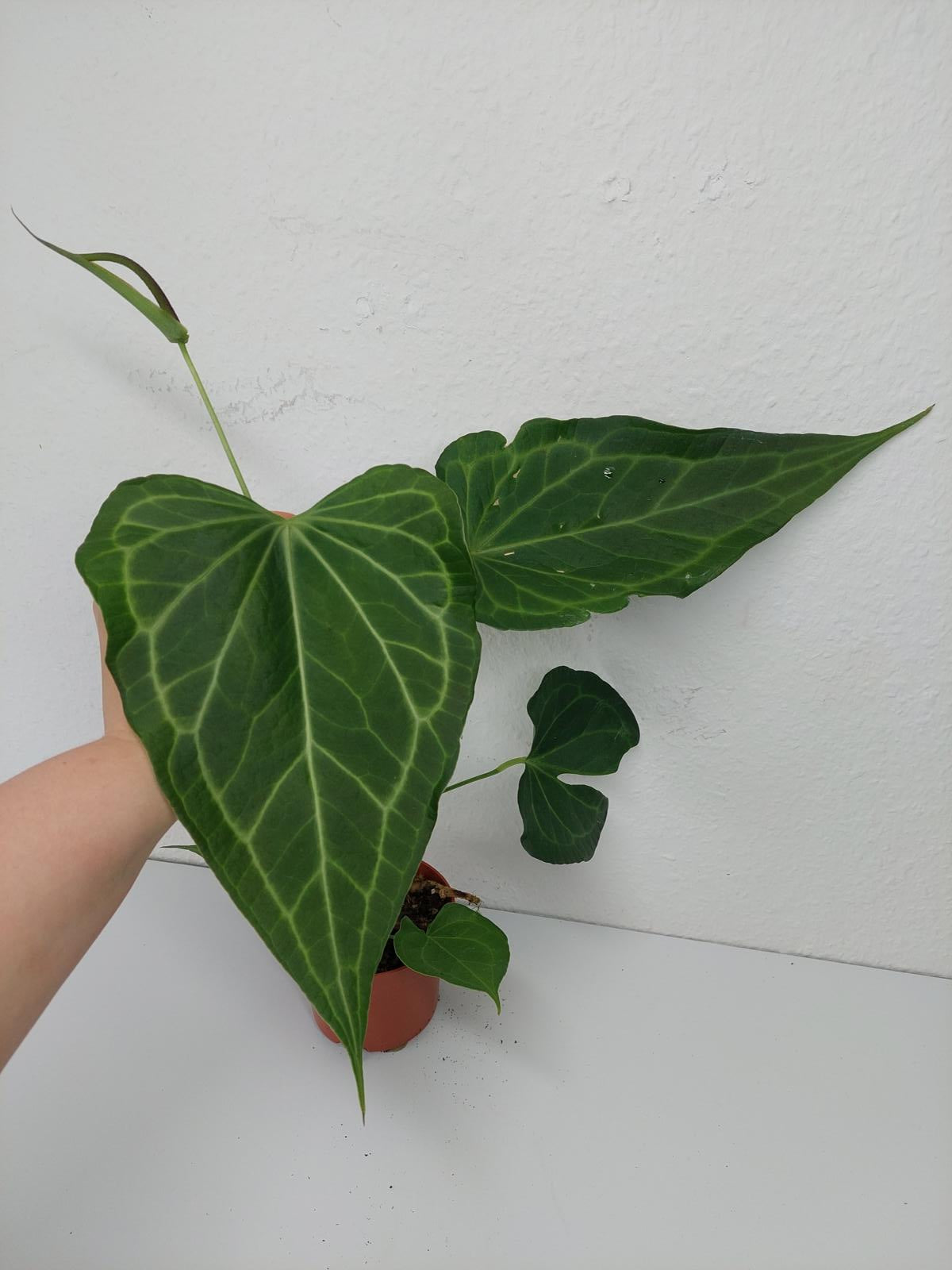 Anthurium Delta Force