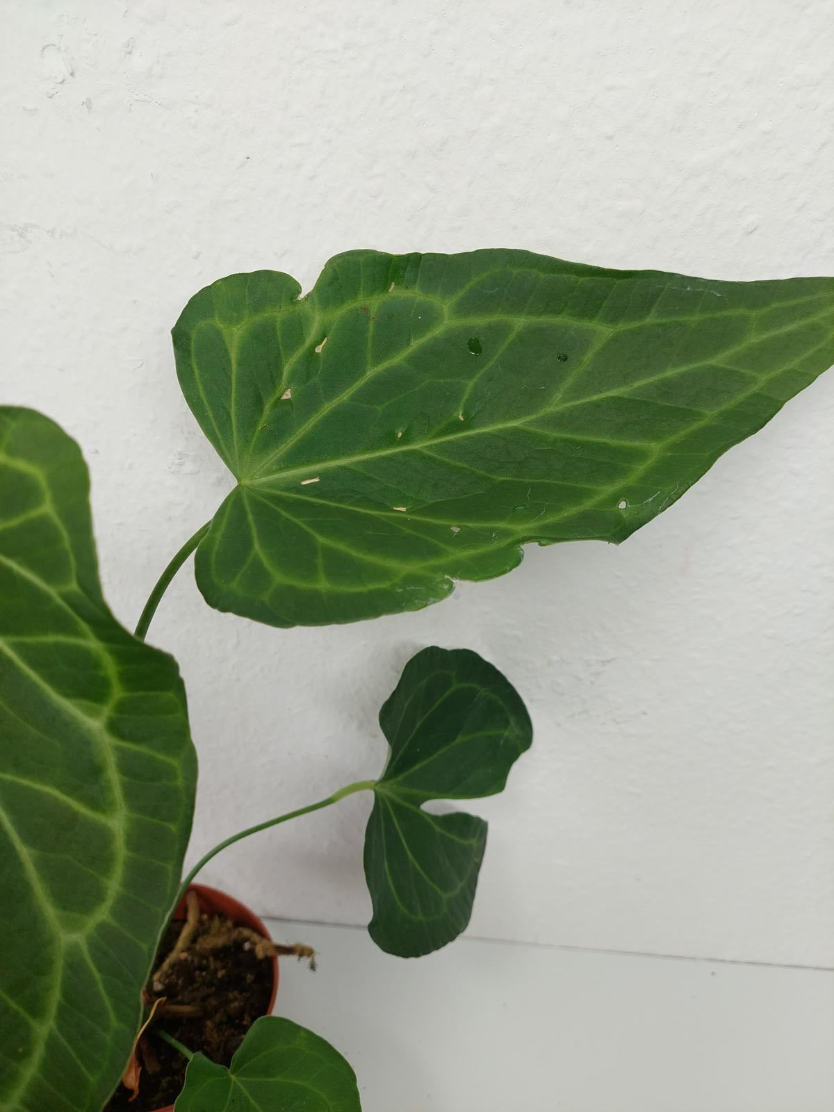 Anthurium Delta Force