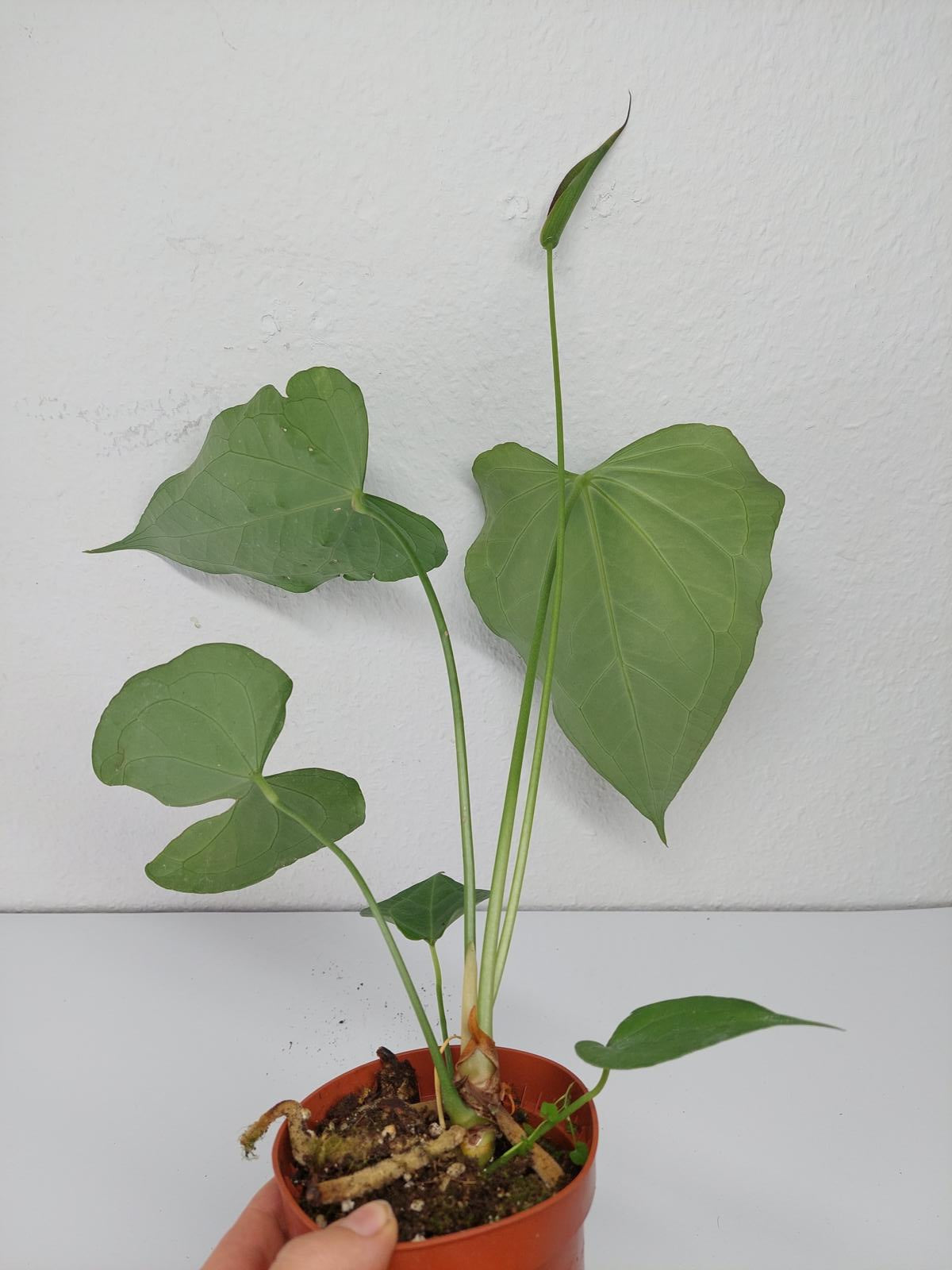 Anthurium Delta Force