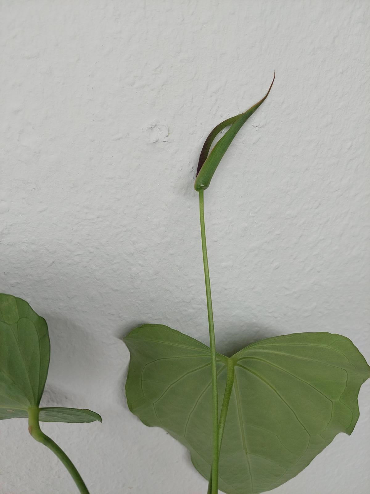 Anthurium Delta Force