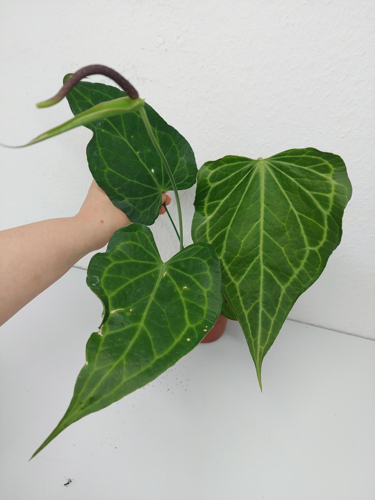 Anthurium Delta Force