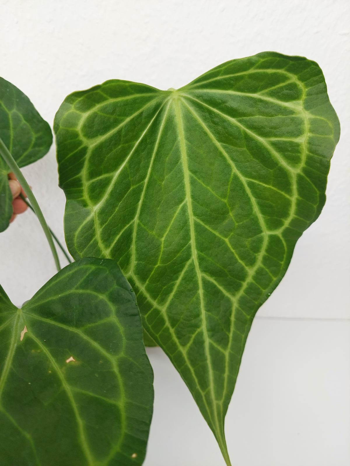 Anthurium Delta Force