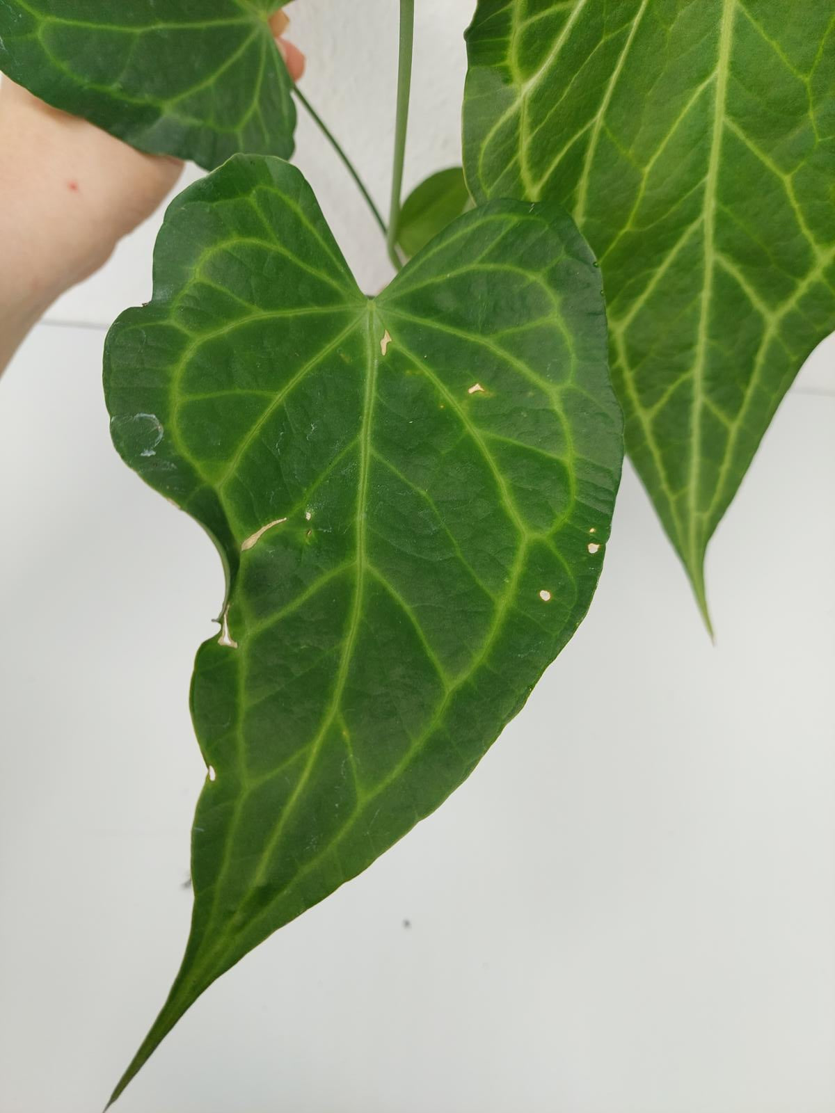 Anthurium Delta Force