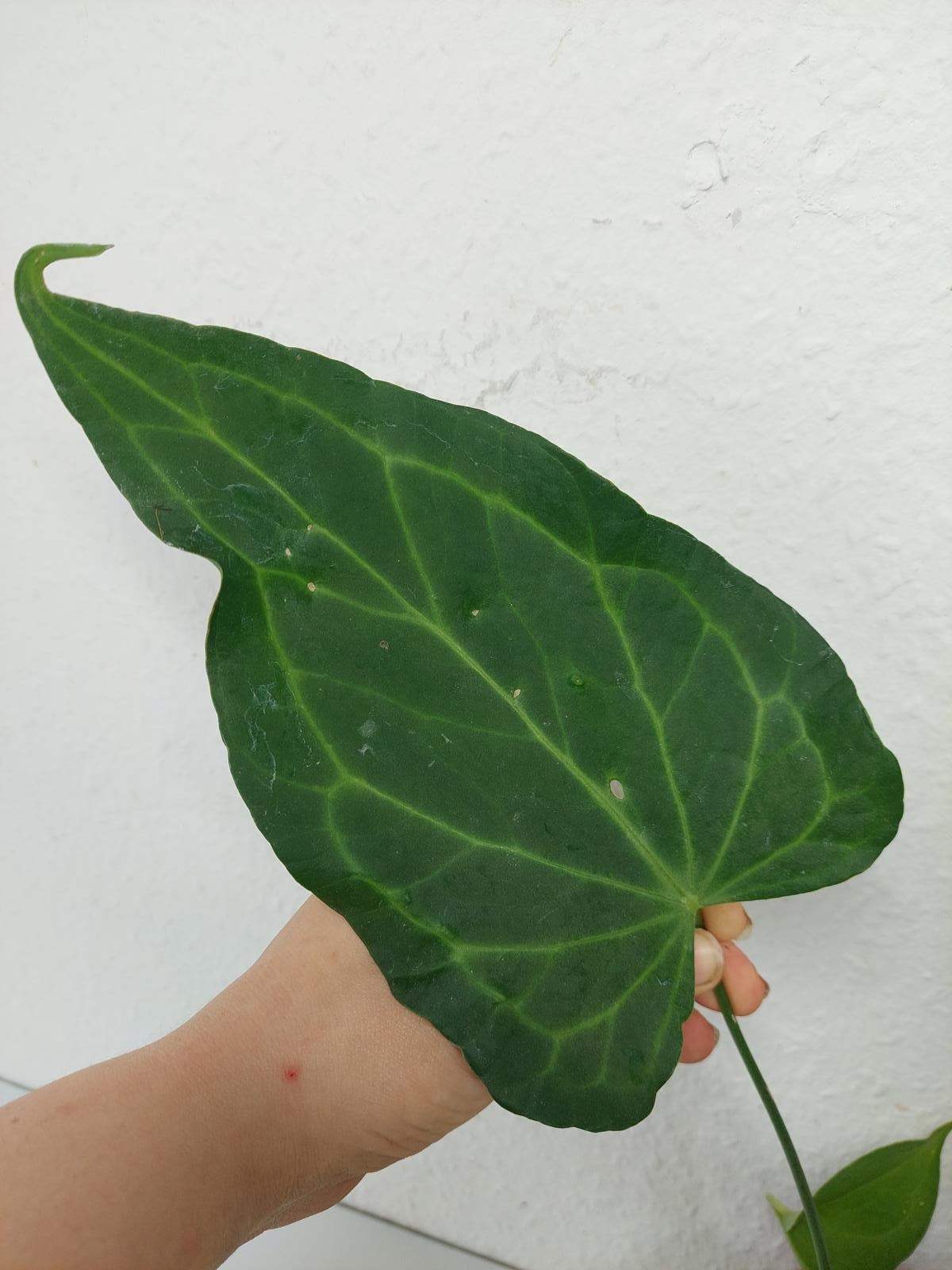 Anthurium Delta Force