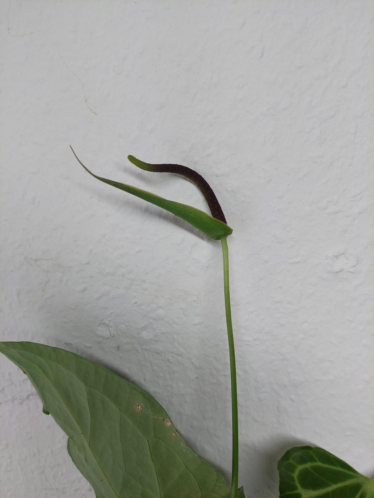 Anthurium Delta Force