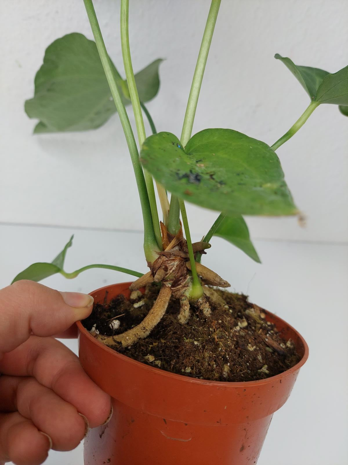 Anthurium Delta Force