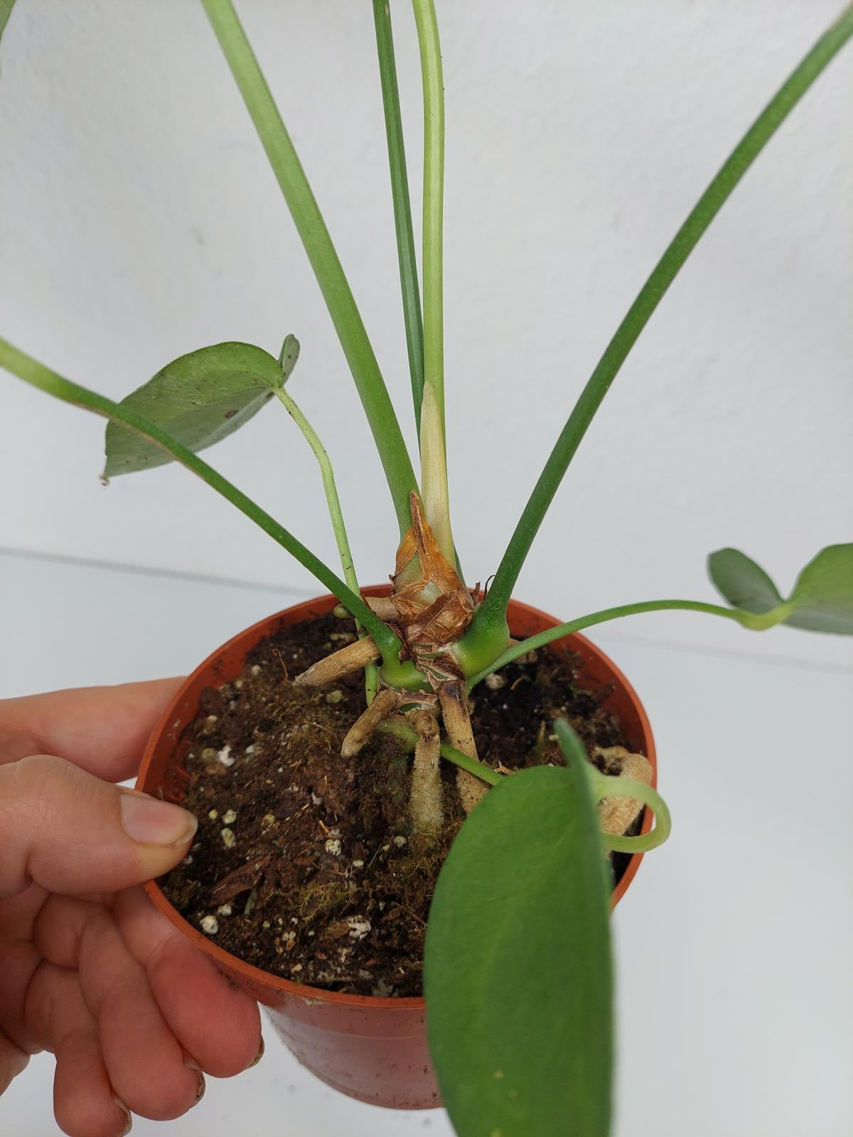 Anthurium Delta Force