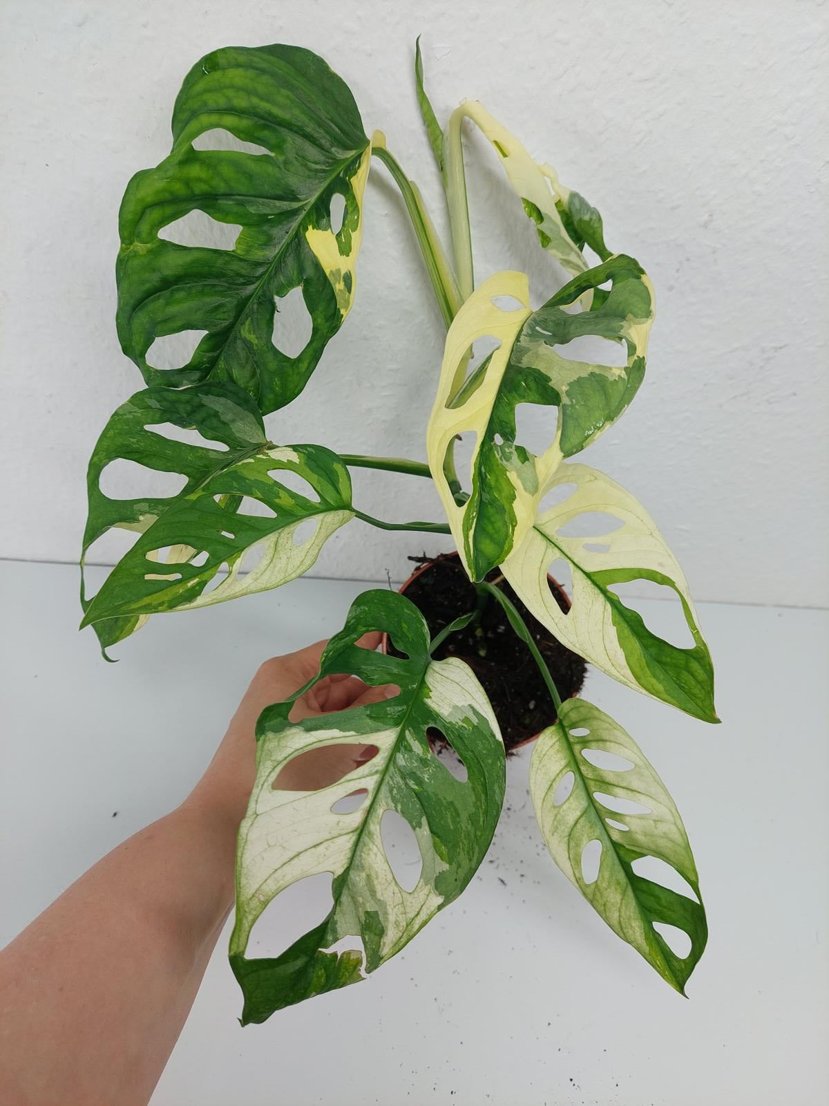 Monstera Adansonii Variegata