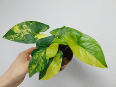Syngonium Aurea