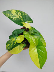 Syngonium Aurea
