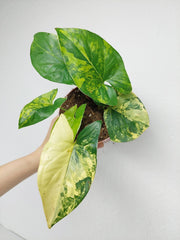 Syngonium Aurea