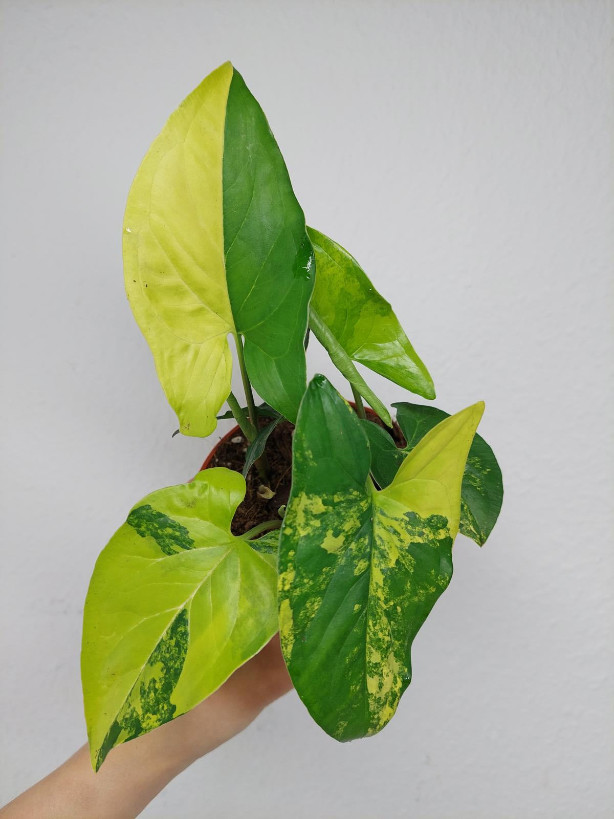 Syngonium Aurea