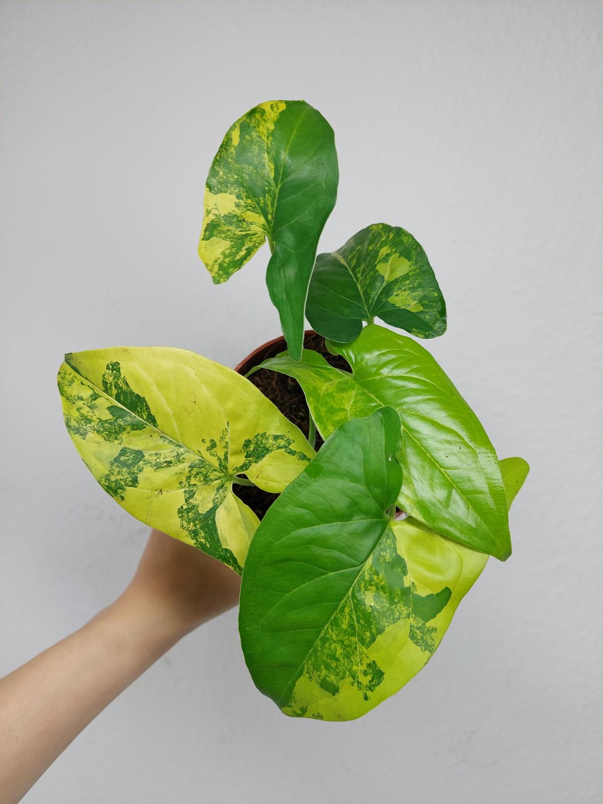 Syngonium Aurea