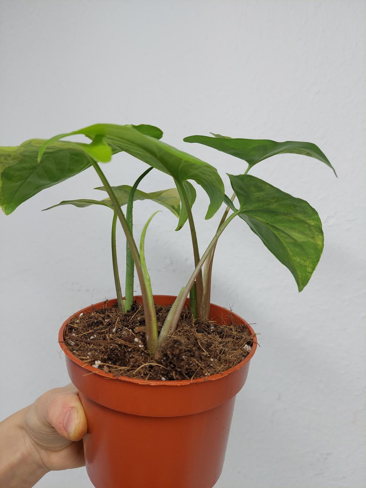 Syngonium Aurea