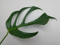 Monstera Burle Marx Flame Steckling