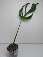 Monstera Burle Marx Flame Steckling