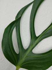Monstera Burle Marx Flame Steckling