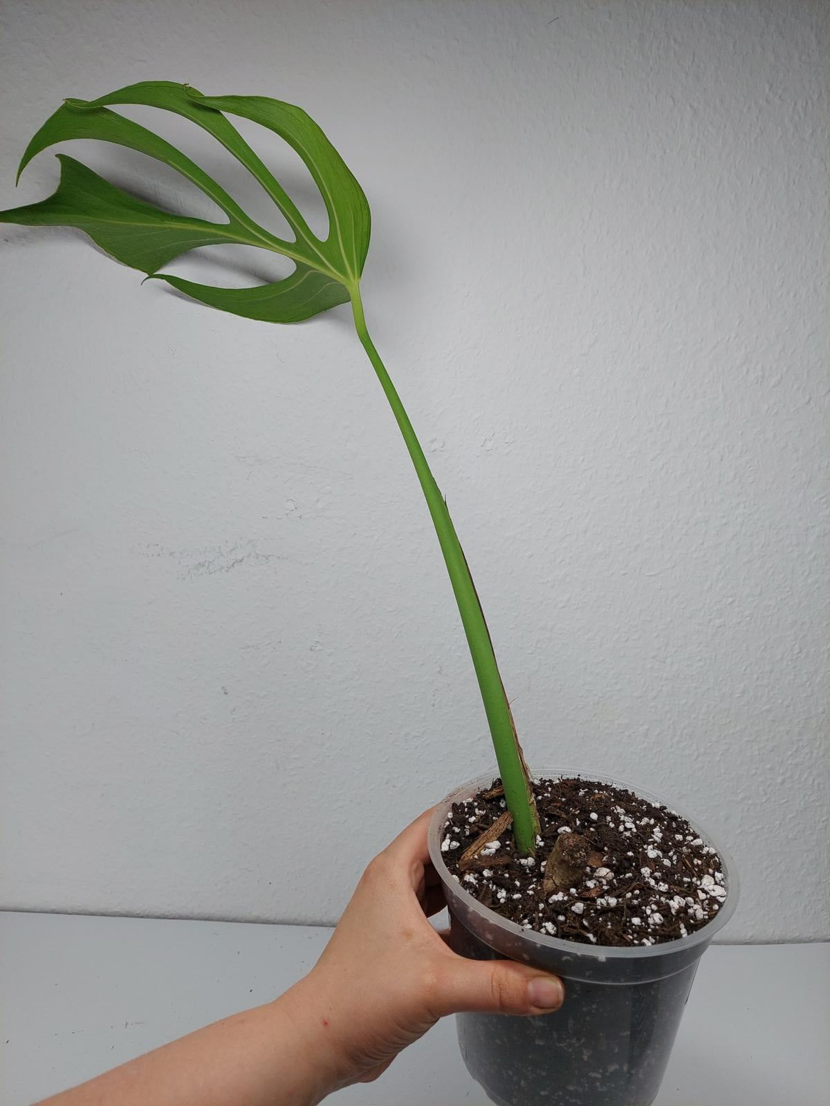 Monstera Burle Marx Flame Steckling
