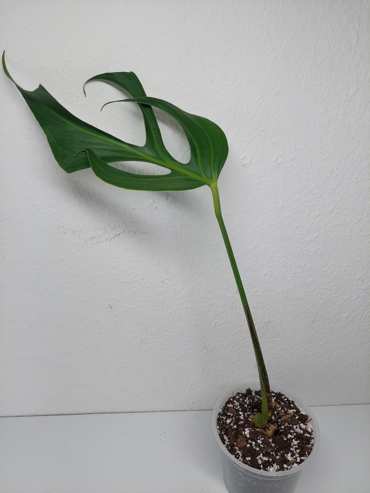 Monstera Burle Marx Flame Steckling