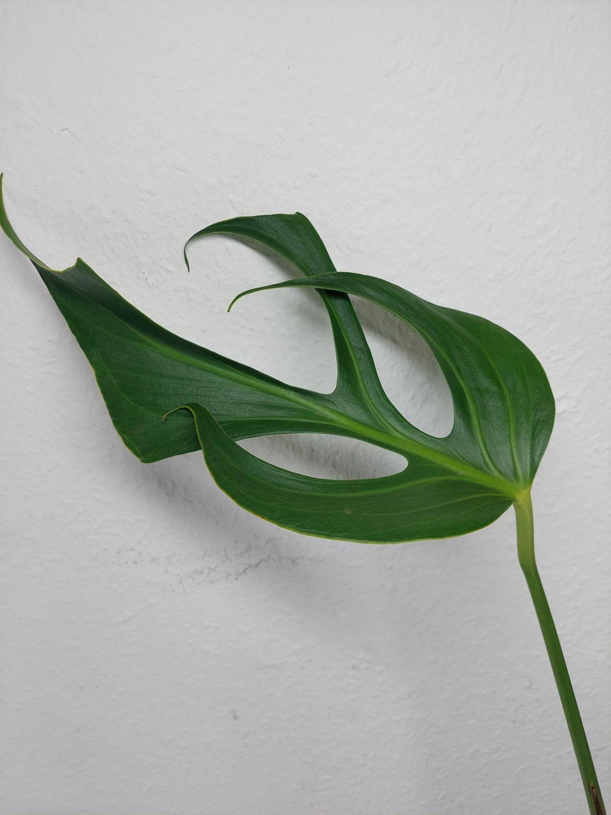Monstera Burle Marx Flame Steckling