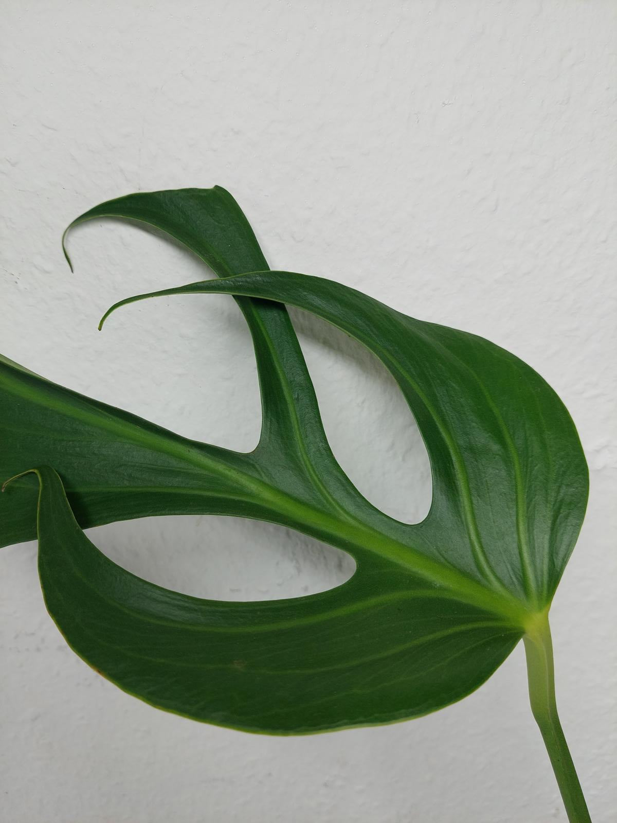 Monstera Burle Marx Flame Steckling