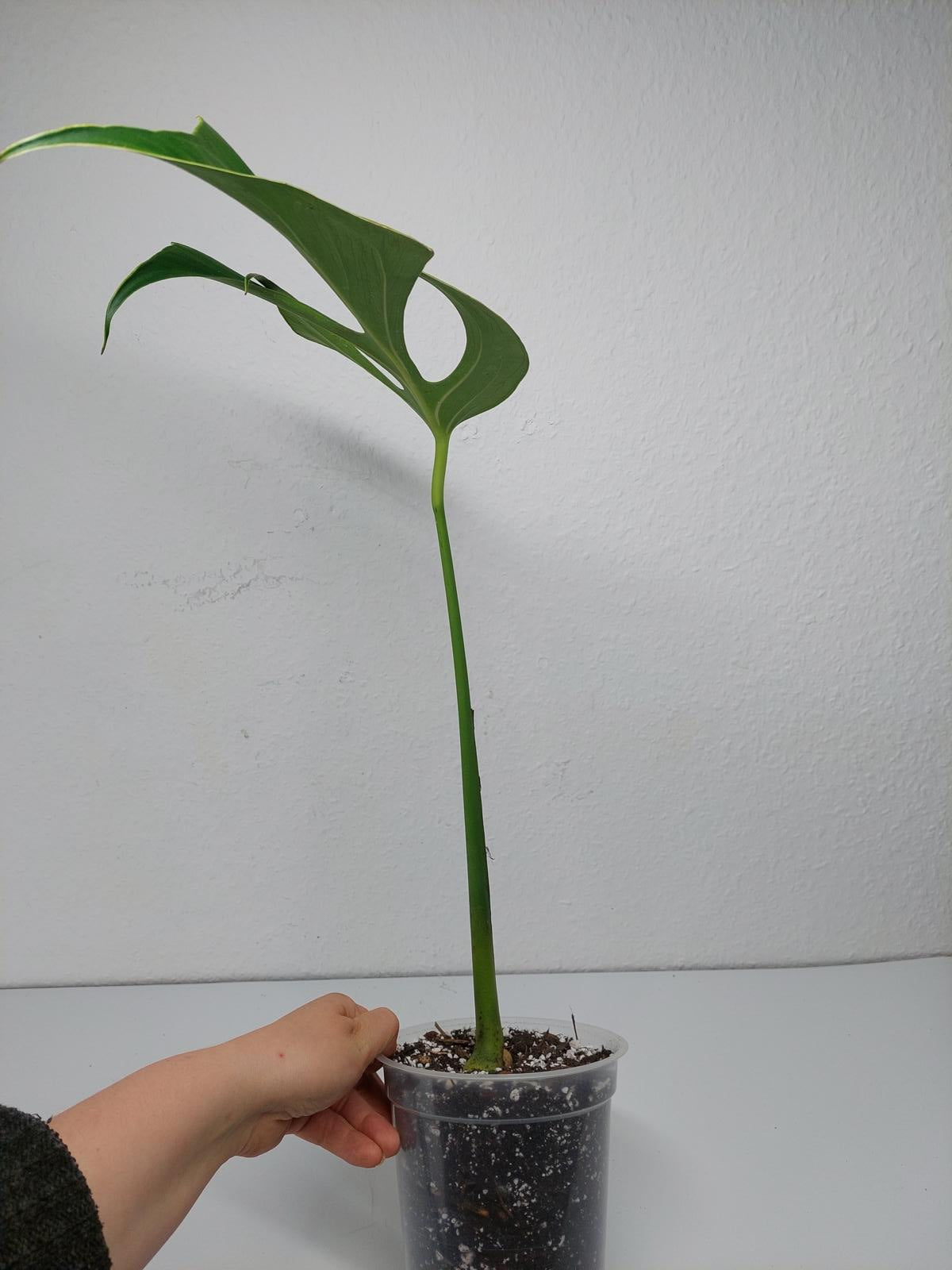 Monstera Burle Marx Flame Steckling