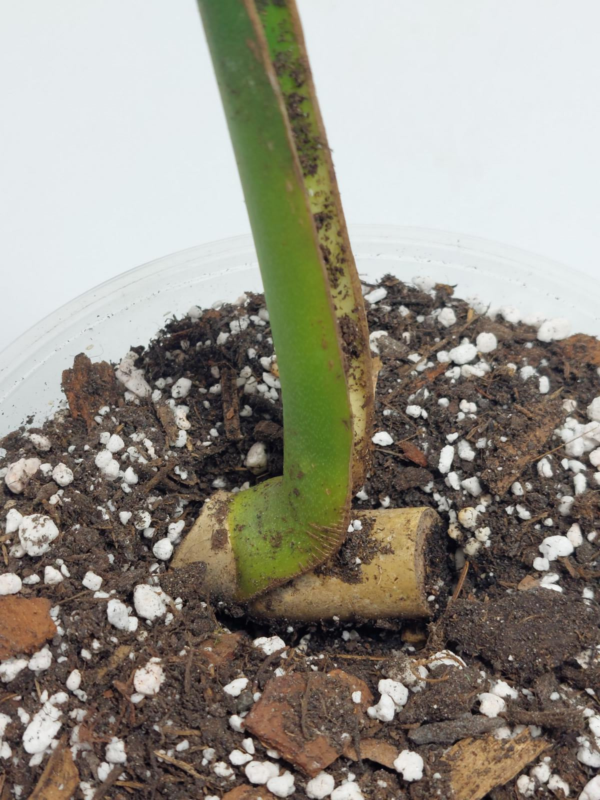Monstera Burle Marx Flame Steckling