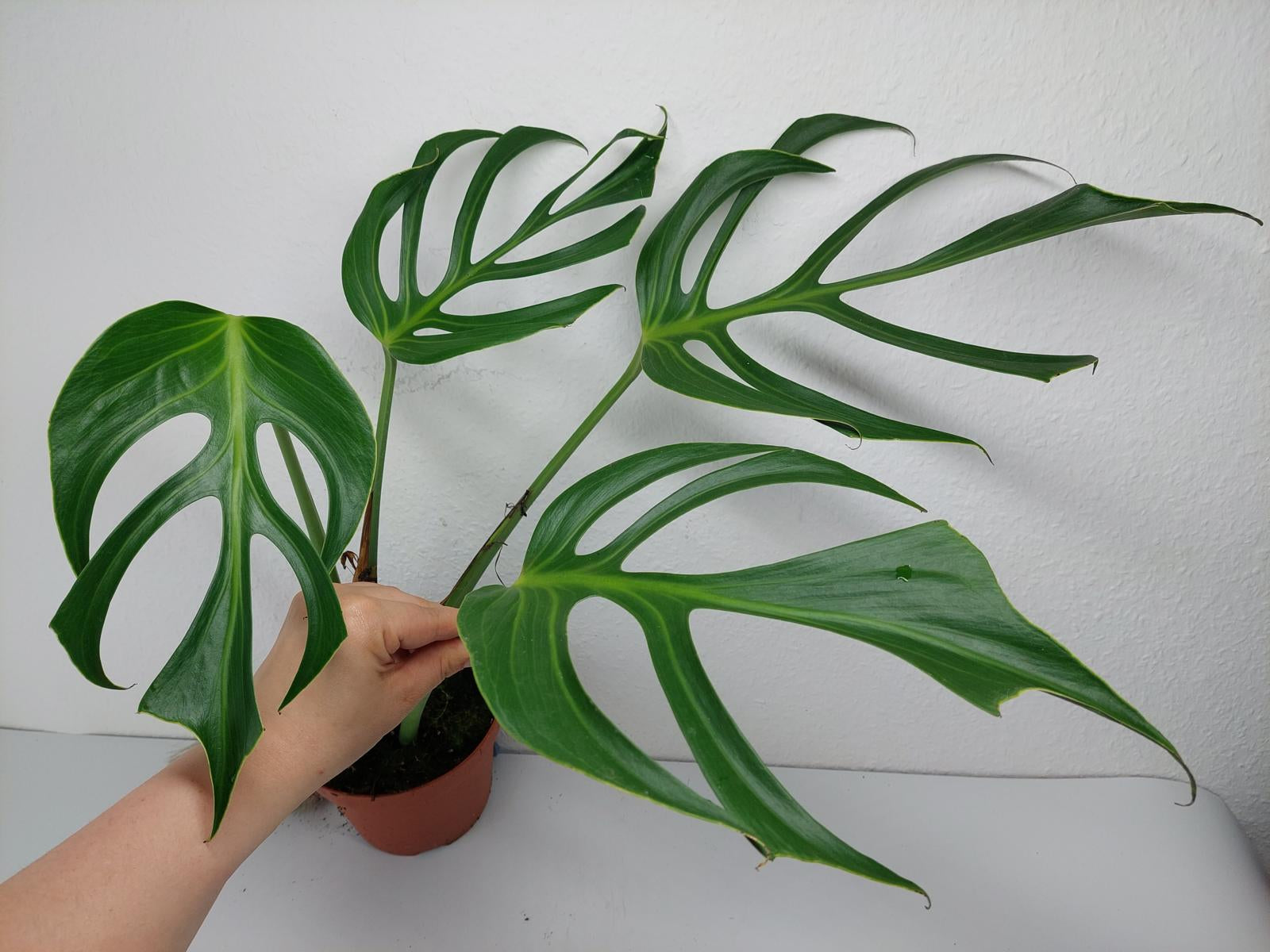 Monstera Burle Marx Flame
