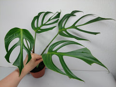 Monstera Burle Marx Flame
