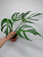 Monstera Burle Marx Flame