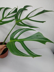 Monstera Burle Marx Flame