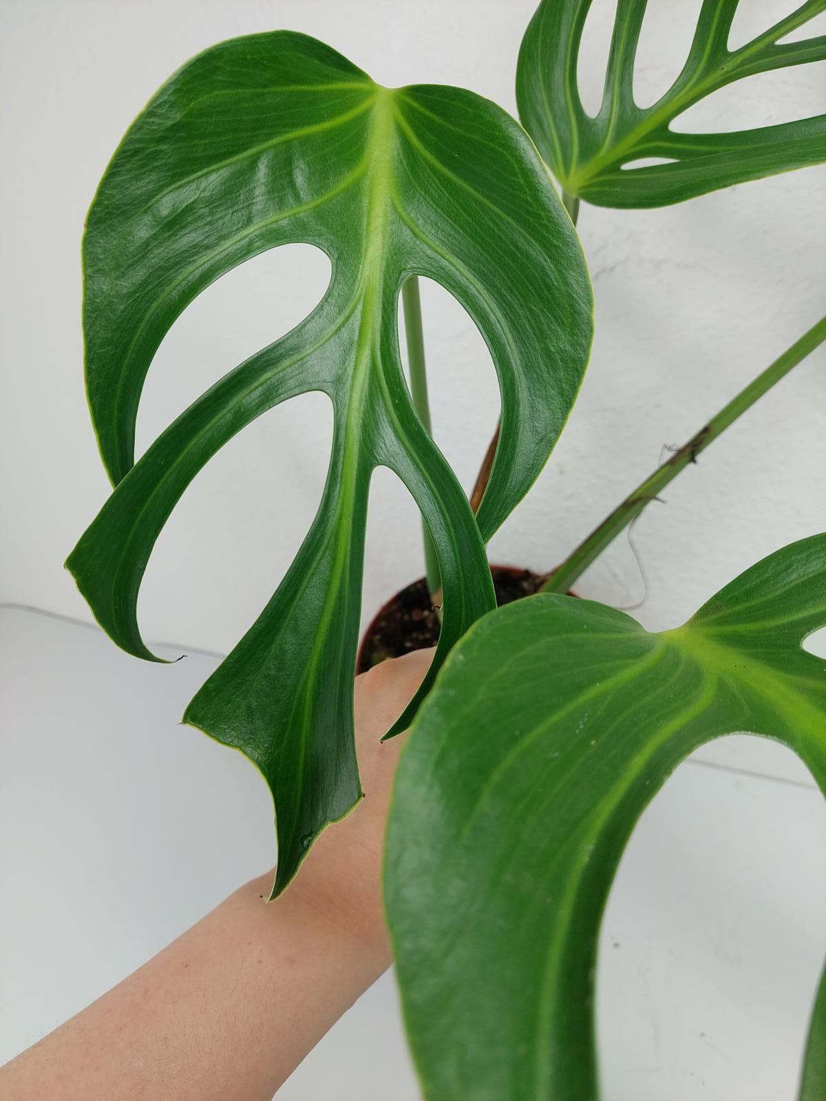 Monstera Burle Marx Flame