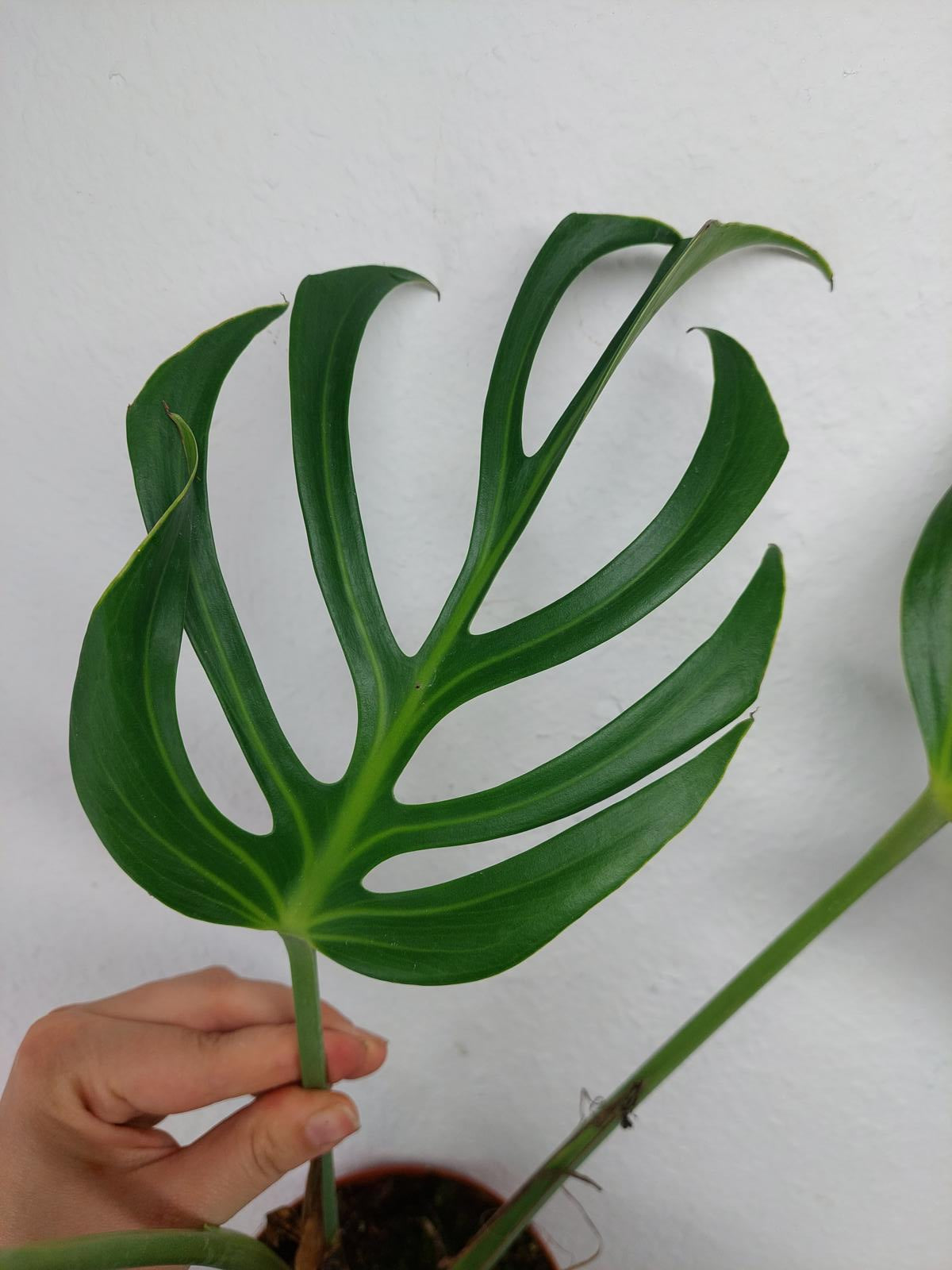 Monstera Burle Marx Flame