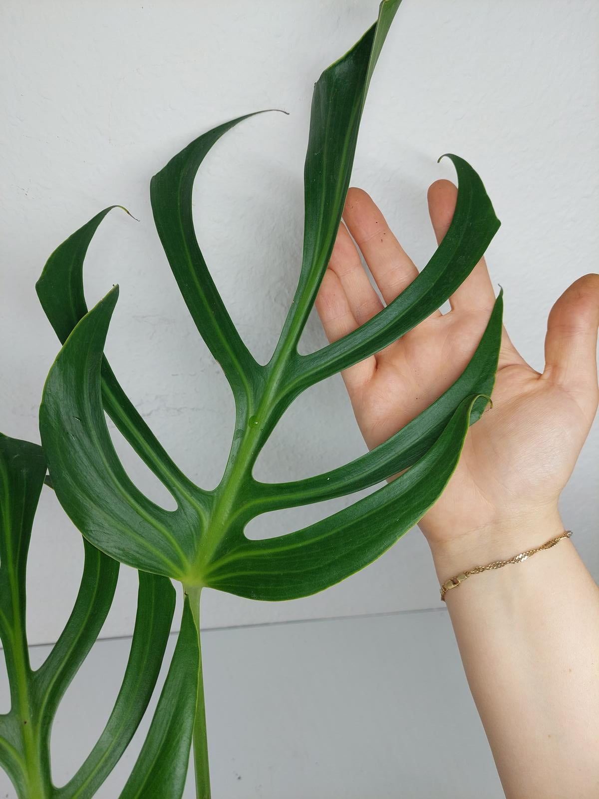 Monstera Burle Marx Flame