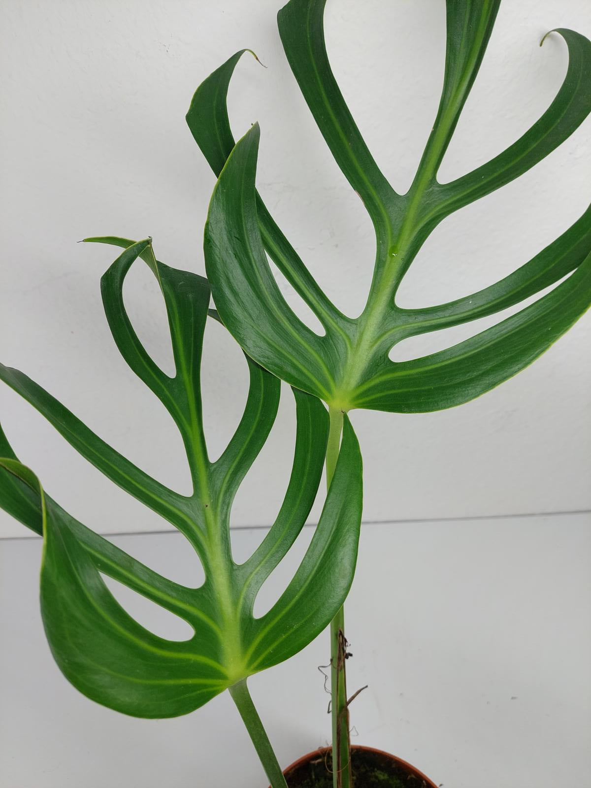Monstera Burle Marx Flame
