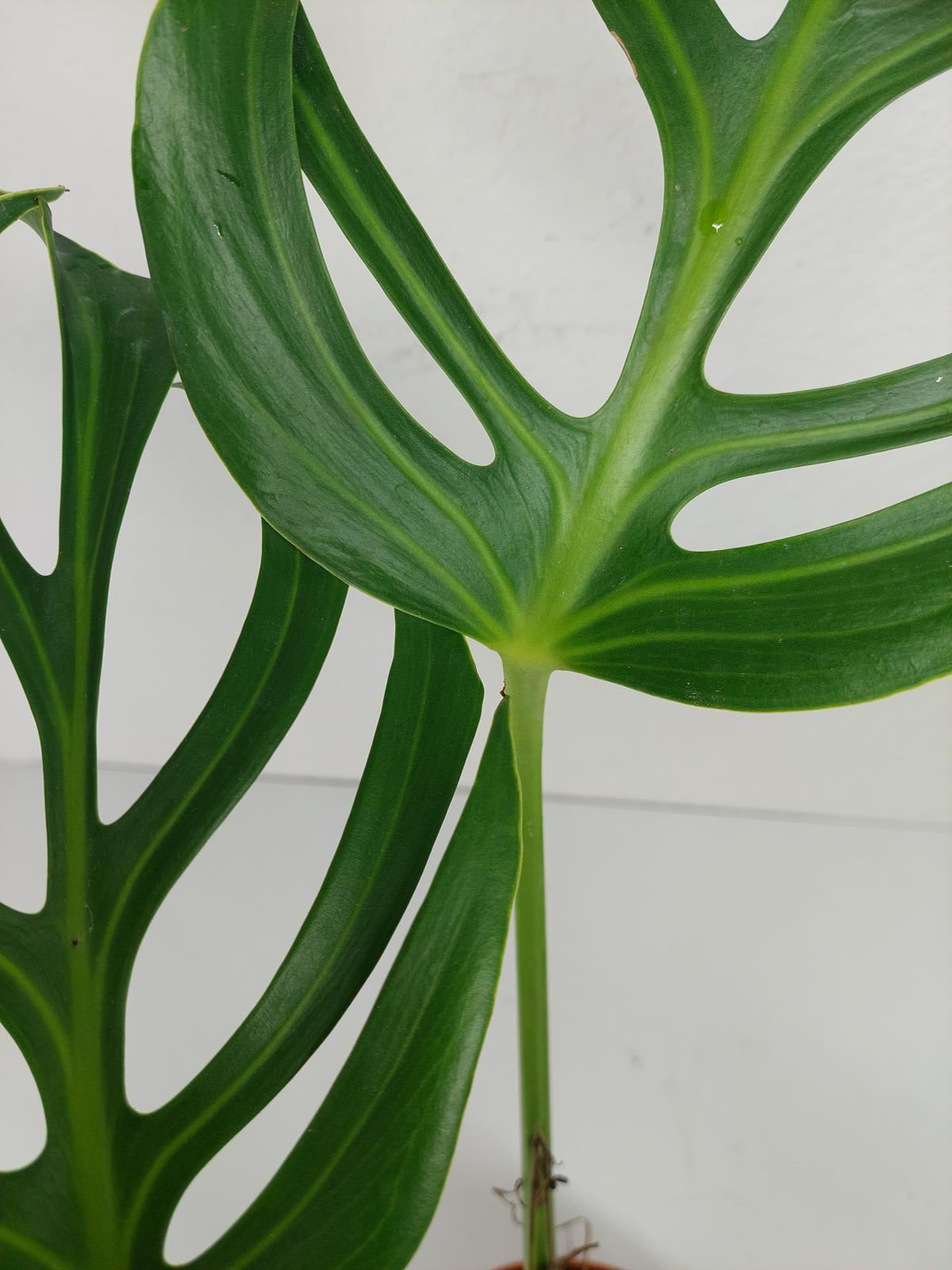 Monstera Burle Marx Flame