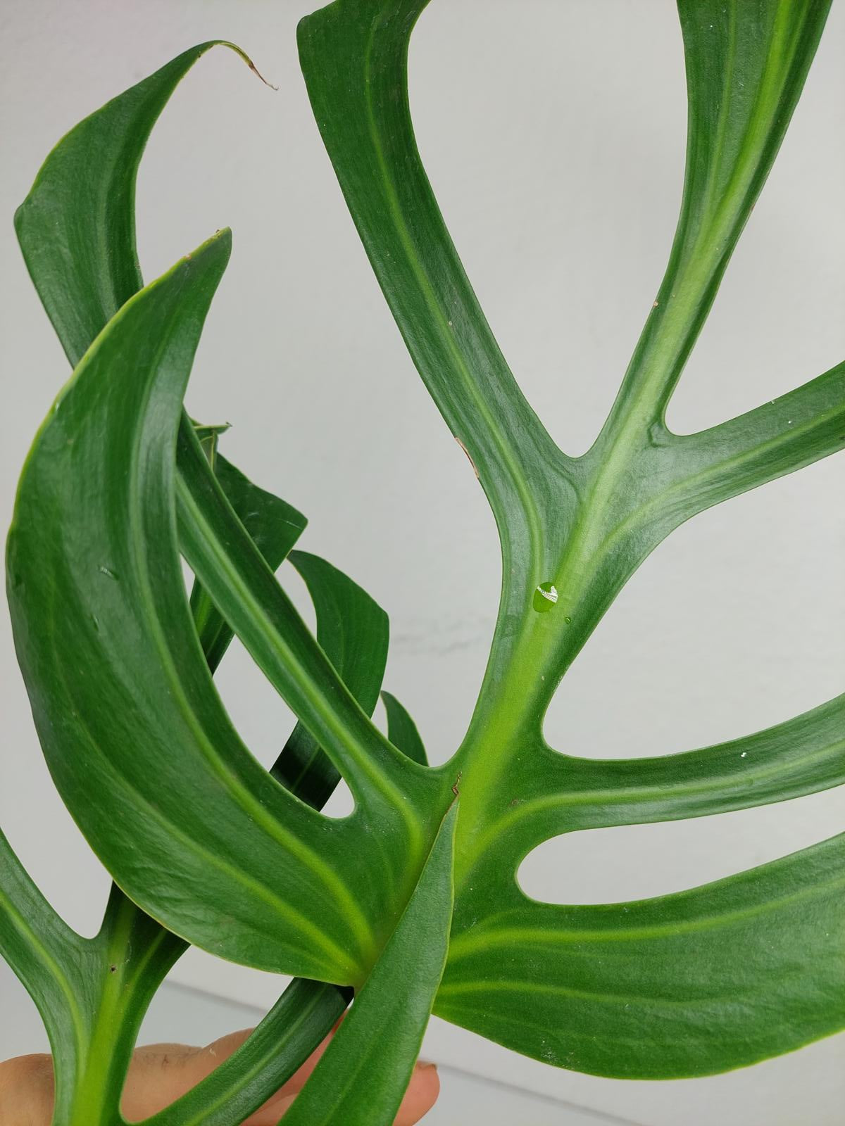 Monstera Burle Marx Flame